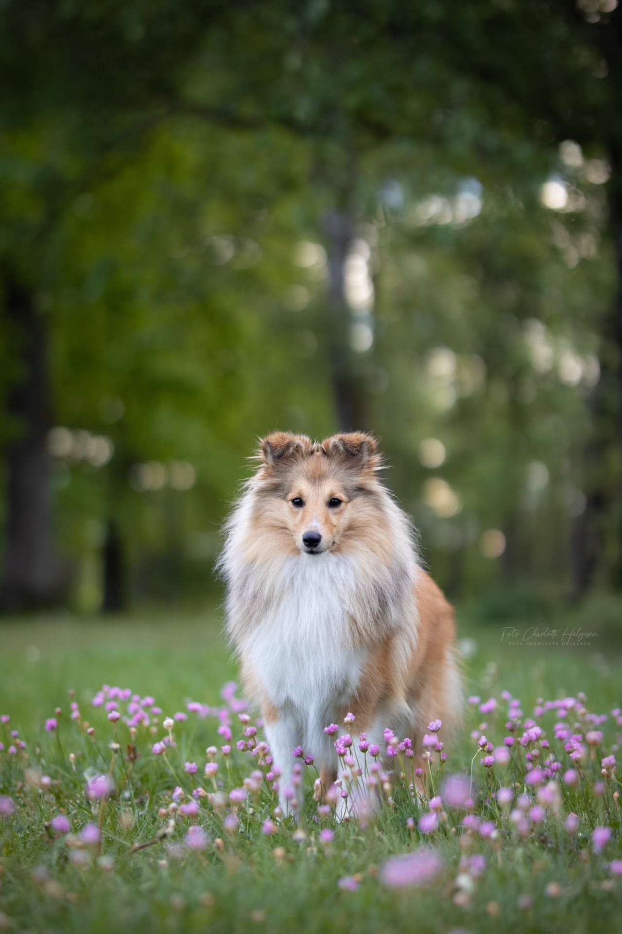Ophelia